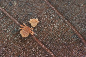 Media type: image;   Invertebrate Zoology 127853